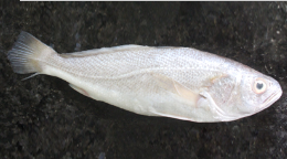 White Croaker