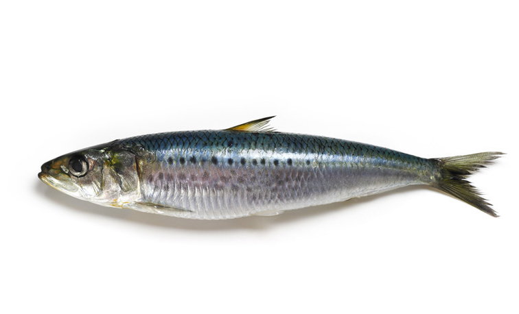 Sardine